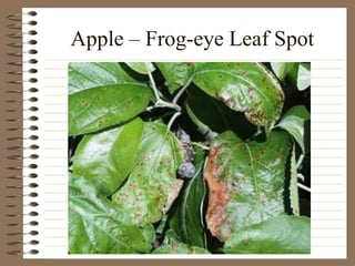Apple – Frog-eye Leaf Spot
 