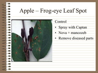 Apple – Frog-eye Leaf Spot
• Spray with Captan
• Nova + mancozeb
• Remove diseased parts
Control
 