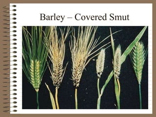 Barley – Covered Smut
 