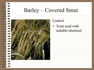 Barley – Covered Smut
• Treat seed with
suitable chemical
Control
 
