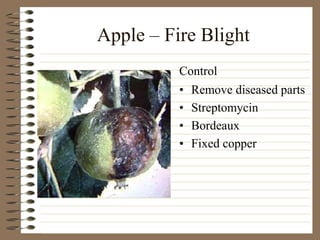 Apple – Fire Blight
• Remove diseased parts
• Streptomycin
• Bordeaux
• Fixed copper
Control
 