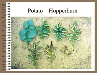 Potato – Hopperburn
 