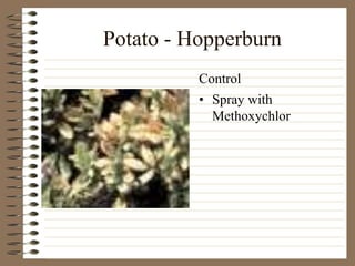 Potato - Hopperburn
• Spray with
Methoxychlor
Control
 