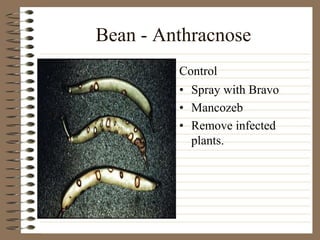 Bean - Anthracnose
• Spray with Bravo
• Mancozeb
• Remove infected
plants.
Control
 