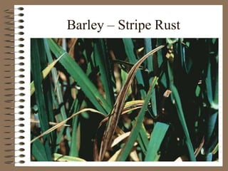 Barley – Stripe Rust
 