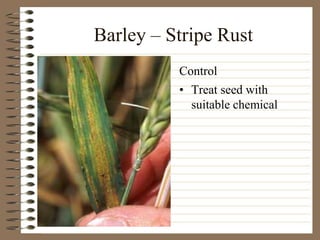 Barley – Stripe Rust
• Treat seed with
suitable chemical
Control
 