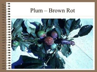 Plum – Brown Rot
 