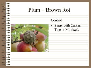 Plum – Brown Rot
• Spray with Captan
Topsin-M mixed.
Control
 