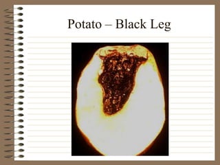 Potato – Black Leg
 
