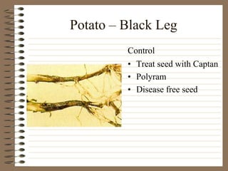 Potato – Black Leg
• Treat seed with Captan
• Polyram
• Disease free seed
Control
 
