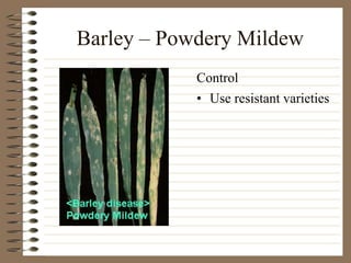 Barley – Powdery Mildew
• Use resistant varieties
Control
 