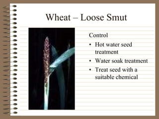 Wheat – Loose Smut
• Hot water seed
treatment
• Water soak treatment
• Treat seed with a
suitable chemical
Control
 
