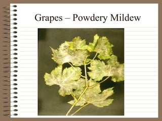 Grapes – Powdery Mildew
 