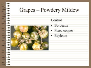 Grapes – Powdery Mildew
• Bordeaux
• Fixed copper
• Bayleton
Control
 