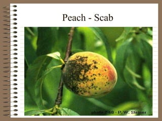 Peach - Scab
 