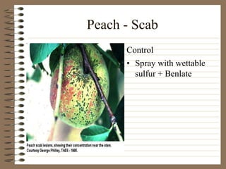 Peach - Scab
• Spray with wettable
sulfur + Benlate
Control
 