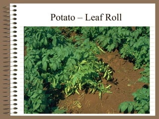 Potato – Leaf Roll
 