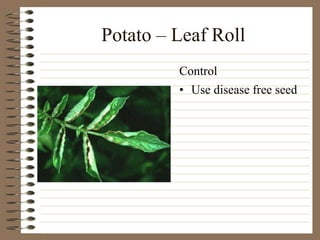 Potato – Leaf Roll
• Use disease free seed
Control
 