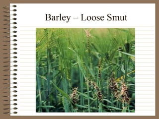 Barley – Loose Smut
 