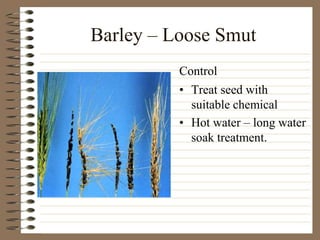 Barley – Loose Smut
• Treat seed with
suitable chemical
• Hot water – long water
soak treatment.
Control
 