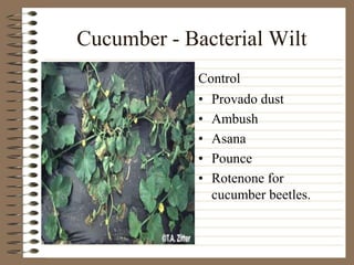 Cucumber - Bacterial Wilt
• Provado dust
• Ambush
• Asana
• Pounce
• Rotenone for
cucumber beetles.
Control
 