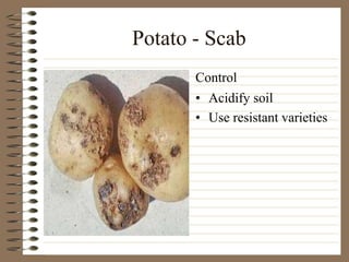 Potato - Scab
• Acidify soil
• Use resistant varieties
Control
 