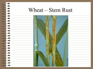 Wheat – Stem Rust
 