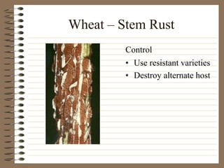 Wheat – Stem Rust
• Use resistant varieties
• Destroy alternate host
Control
 