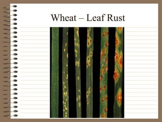 Wheat – Leaf Rust
 