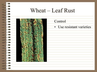 Wheat – Leaf Rust
• Use resistant varieties
Control
 