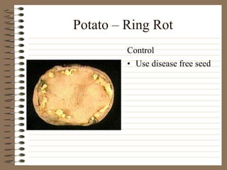 Potato – Ring Rot
• Use disease free seed
Control
 