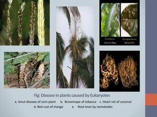 Fig:DiseaseinplantscausedbyEukaryotes
a. Smut disease of corn plant b. Broomrape of tobacco c. Heart rot of coconut
d. Red rust of mango e. Root knot by nematodes
 