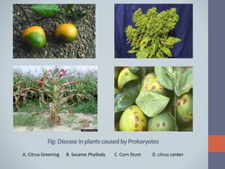 Fig:DiseaseinplantscausedbyProkaryotes
A. Citrus Greening B. Sesame Phyllody C. Corn Stunt D. citrus canker
 