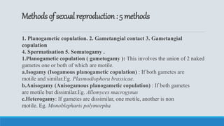 Isogamous Plant pathology slides | PPTX