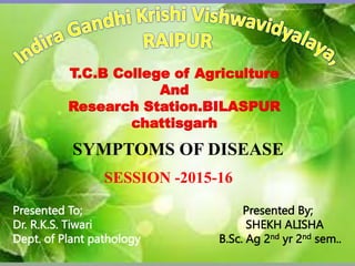 T.C.B College of Agriculture
And
Research Station.BILASPUR
chattisgarh
Presented To; Presented By;
Dr. R.K.S. Tiwari SHEKH ALISHA
Dept. of Plant pathology B.Sc. Ag 2nd yr 2nd sem..
SYMPTOMS OF DISEASE
SESSION -2015-16
 