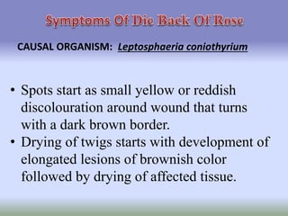 symptoms of disease in plants | PPTX