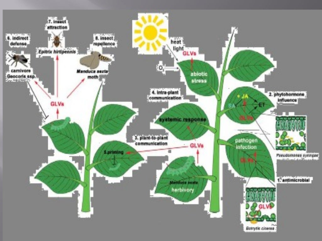 Plant phenolic compounds