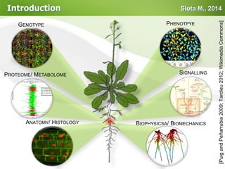 Slota M., 2014
BIOPHYSICSA/ BIOMECHANICSANATOMY/ HISTOLOGY
PHENOTPYE
PROTEOME/ METABOLOME SIGNALLING
GENOTYPE
[PuigandPeñarrubia2009;Tardieu2012;WikimediaCommons]
Introduction
 