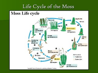 Life Cycle of the Moss
 