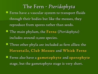 The Fern - Pteridophyta
   Ferns have a vascular system to transport fluids
    through their bodies but like the mosses, they
    reproduce from spores rather than seeds.
   The main phylum, the Ferns (Pteridophyta)
    includes around 12,000 species.
   Three other phyla are included as fern allies: the
    Horsetails , Club Mosses and Whisk Ferns
   Ferns also have a gametophyte and sporophyte
    stage, but the gametophyte stage is very short.
 