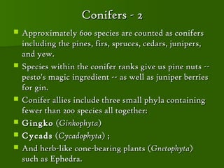 Conifers - 2
   Approximately 600 species are counted as conifers
    including the pines, firs, spruces, cedars, junipers,
    and yew.
   Species within the conifer ranks give us pine nuts --
    pesto's magic ingredient -- as well as juniper berries
    for gin.
   Conifer allies include three small phyla containing
    fewer than 200 species all together:
   Gingko (Ginkophyta)
   Cycads (Cycadophyta) ;
   And herb-like cone-bearing plants (Gnetophyta)
    such as Ephedra.
 