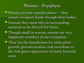 Mosses - Bryophyta
 Mosses are non-vascular plants -- they
  cannot transport fluids through their bodies.
 Instead, they must rely on surrounding
  moisture to do this job for them.
 Though small in stature, mosses are very
  important members of our ecosystem.
 They lay the foundations for other plant
  growth, prevent erosion, and contribute to
  the lush green appearance of many forested
  areas.
 