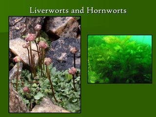 Liverworts and Hornworts
 