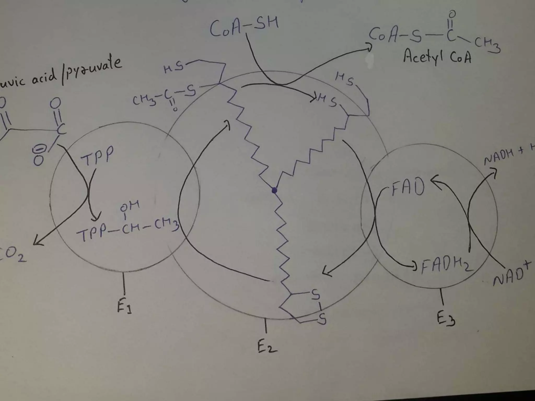 Factors affecting the conversion of Pyruvic acid to Acetyl CoA Enzyme ...