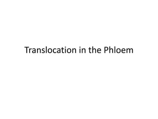 Translocation in the Phloem
 