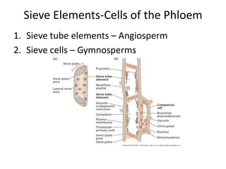 Sieve Elements-Cells of the Phloem
1. Sieve tube elements – Angiosperm
2. Sieve cells – Gymnosperms
 