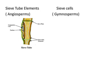 Sieve Tube Elements      Sieve cells
( Angiosperms)        ( Gymnosperms)
 