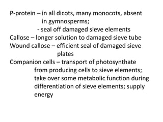 P-protein – in all dicots, many monocots, absent
             in gymnosperms;
           - seal off damaged sieve elements
Callose – longer solution to damaged sieve tube
Wound callose – efficient seal of damaged sieve
                   plates
Companion cells – transport of photosynthate
         from producing cells to sieve elements;
         take over some metabolic function during
         differentiation of sieve elements; supply
         energy
 