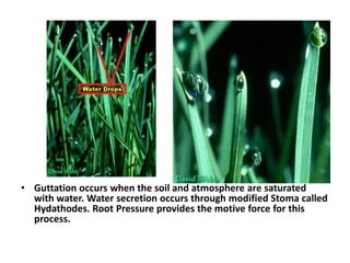 Plant physio water balance in plants | PPTX