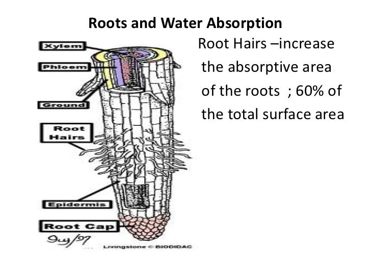 Plant physio water balance in plants